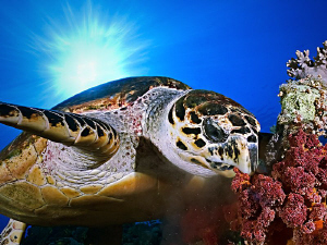   Hawksbill Turtle eating soft corals Habili Radir Wadi Gimal Egypt  